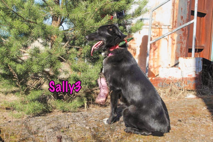 Sally3