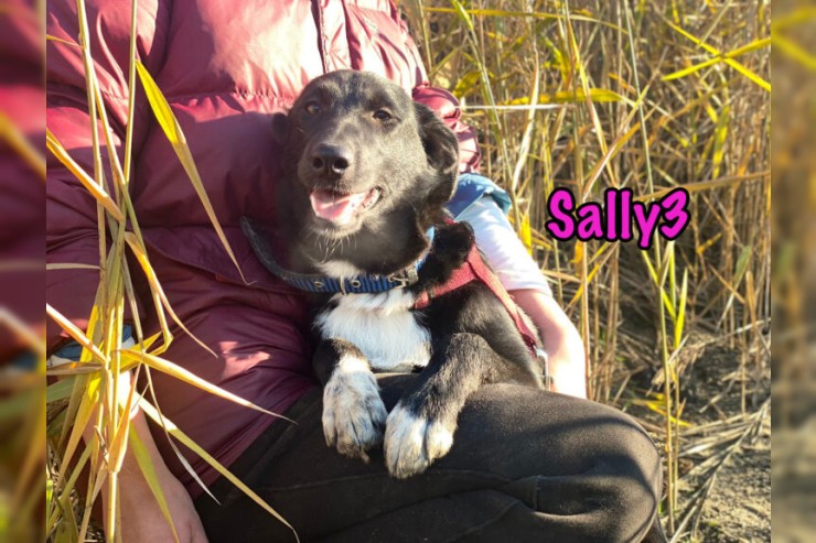 Sally3