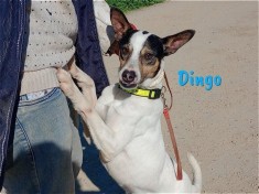 Dingo