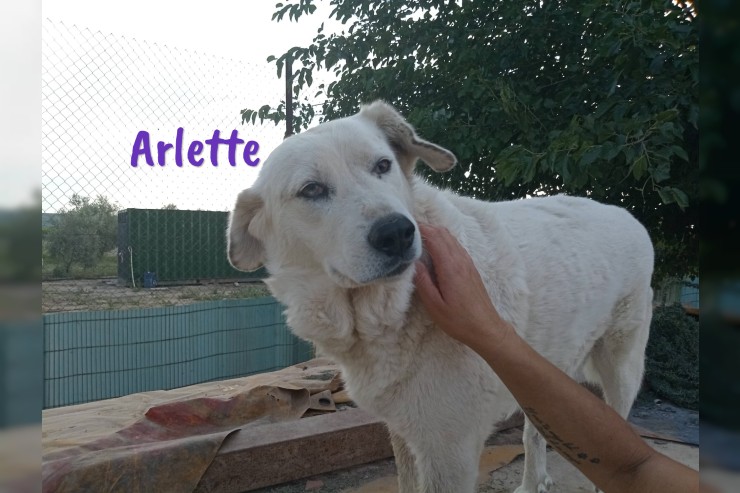 Arlette