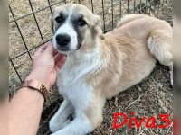 Diva3