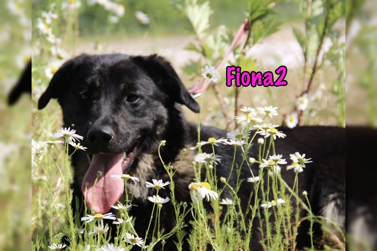 Fiona2