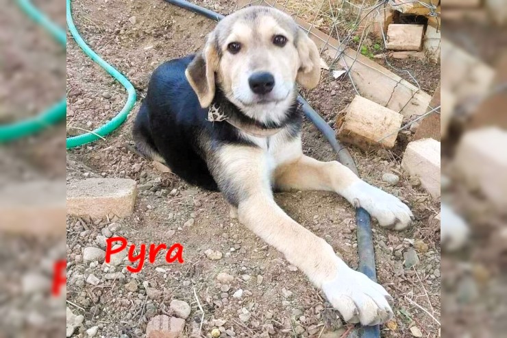 Pyra