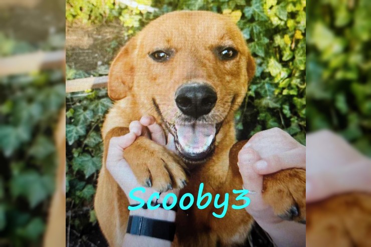 Scooby3
