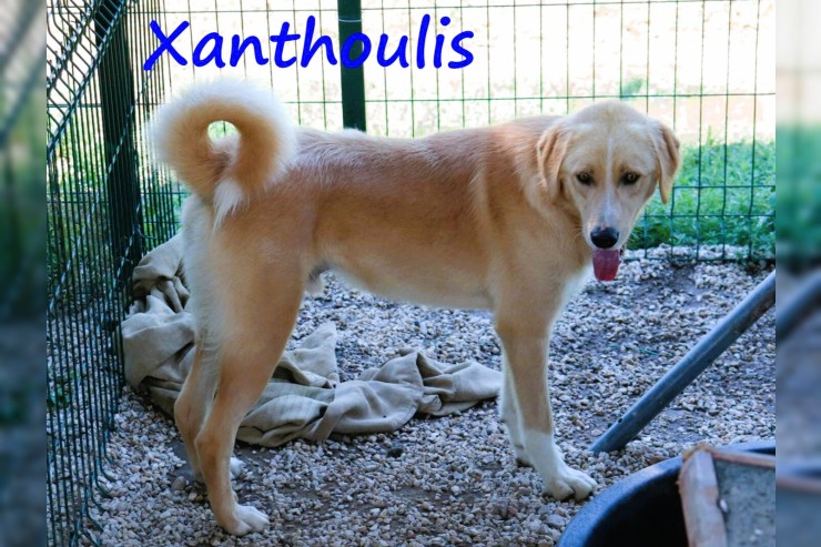 Xanthoulis