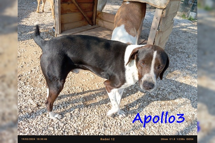 Apollo3