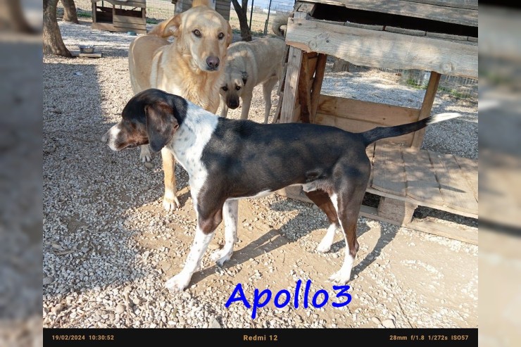 Apollo3