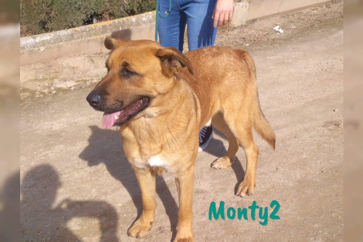Monty2