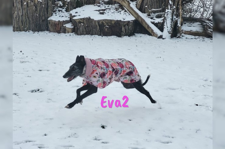 Eva2