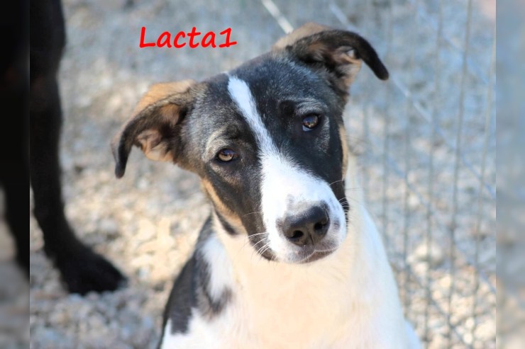Lacta1