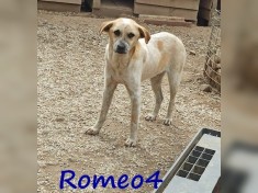 Romeo4