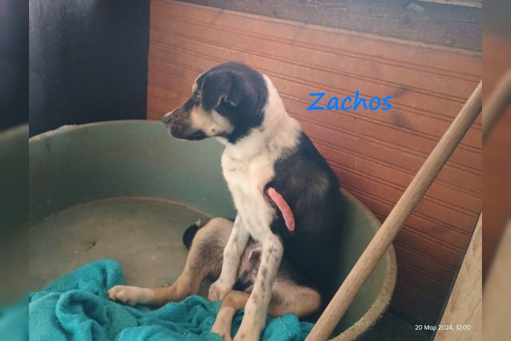 Zachos