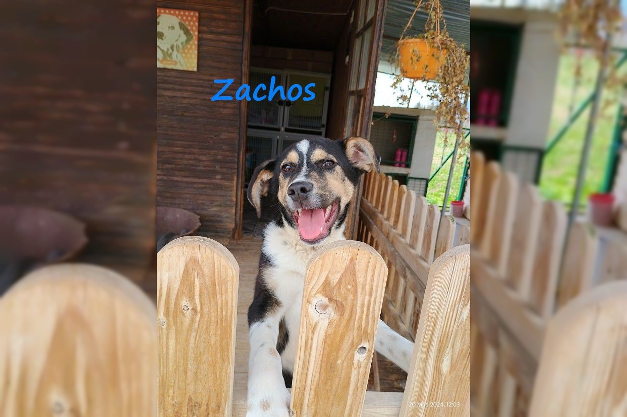 Zachos