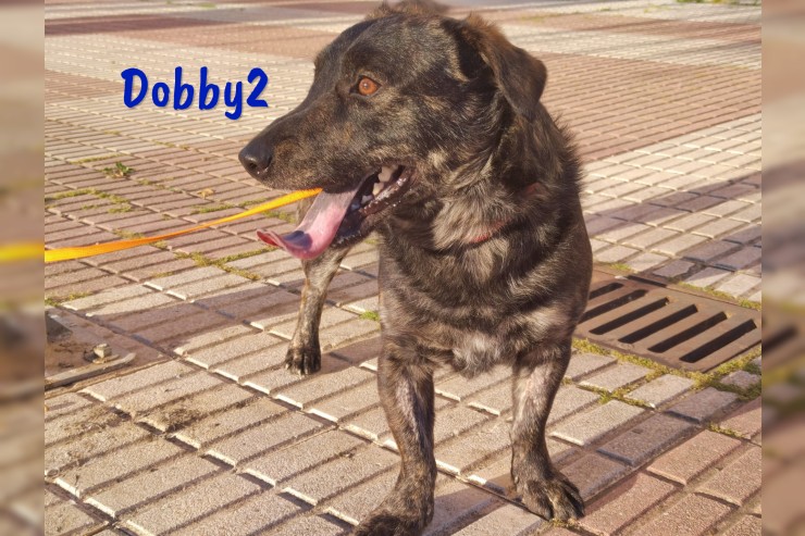 Dobby2