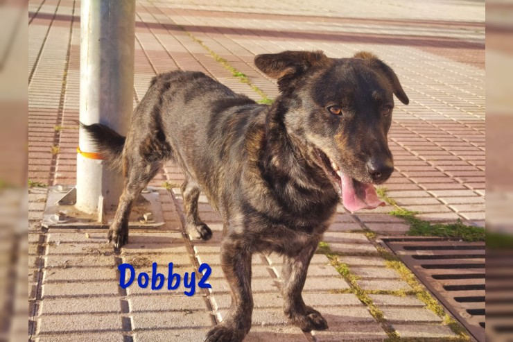 Dobby2