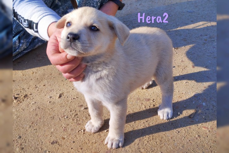 Hera2