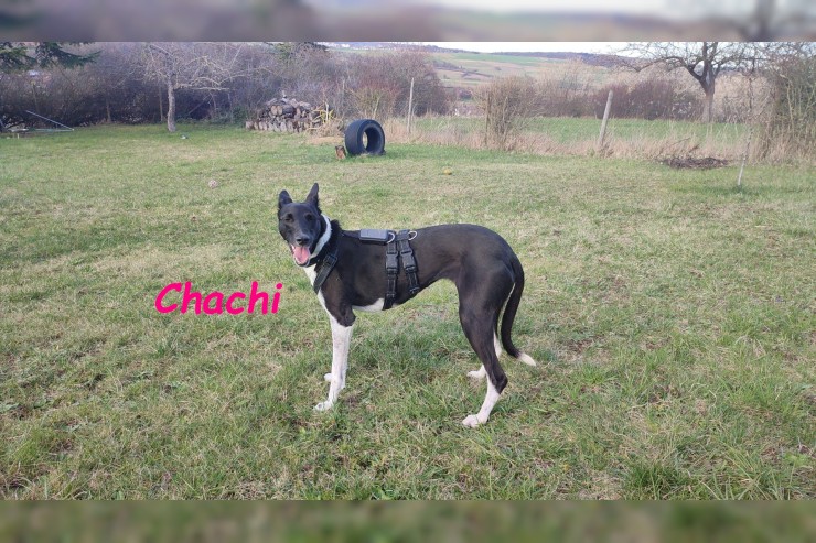Chachi (Vermittlungshilfe)