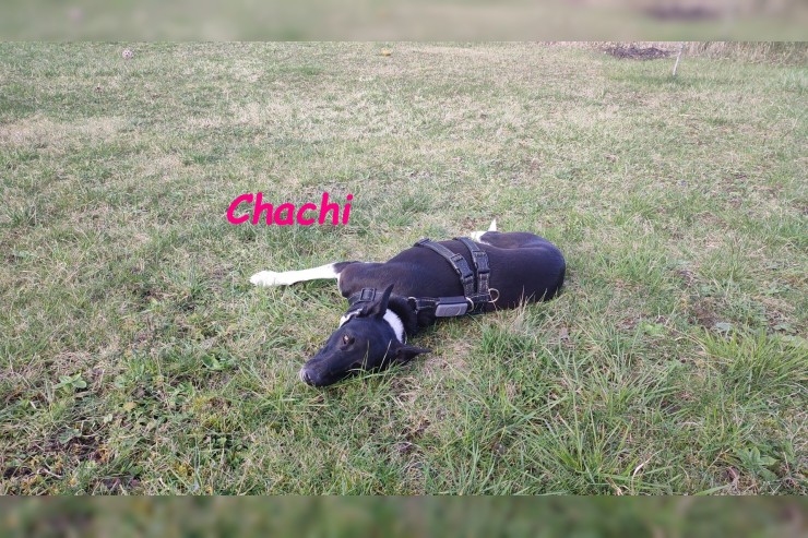 Chachi (Vermittlungshilfe)