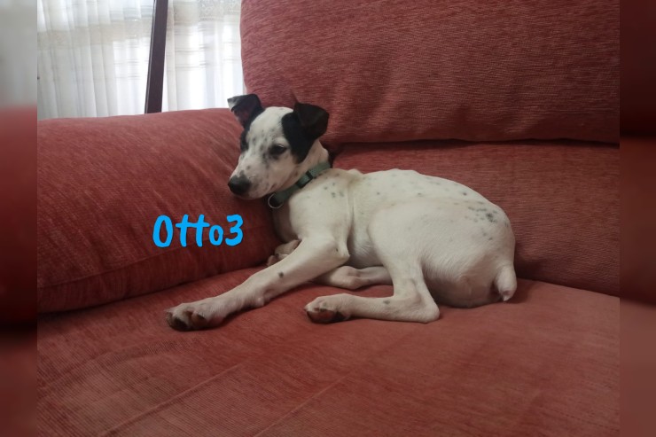 Otto3