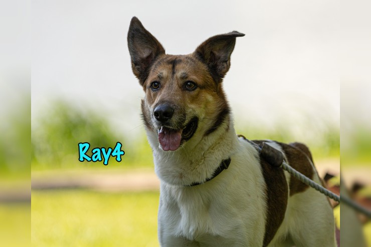 Ray4