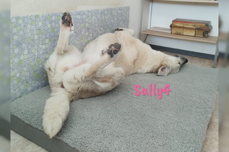 Sally4