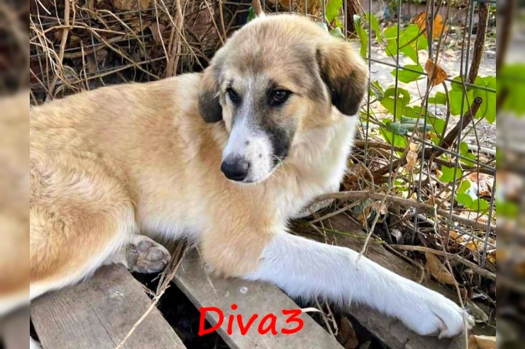 Diva3