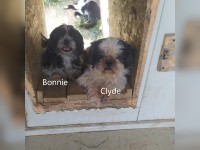 Bonnie-Clyde