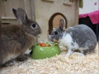 Bunny und Spotty