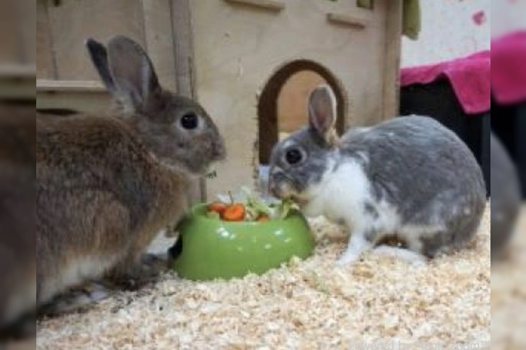 Bunny und Spotty