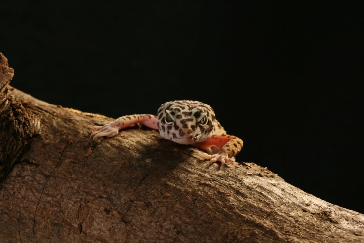 Leopardgeckos