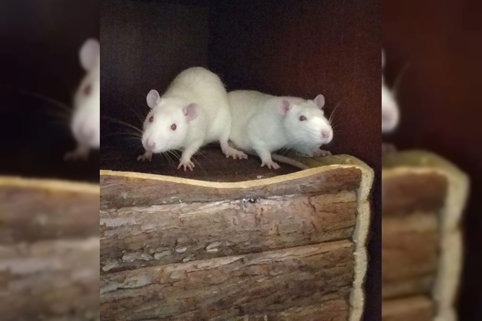 4 Ratten