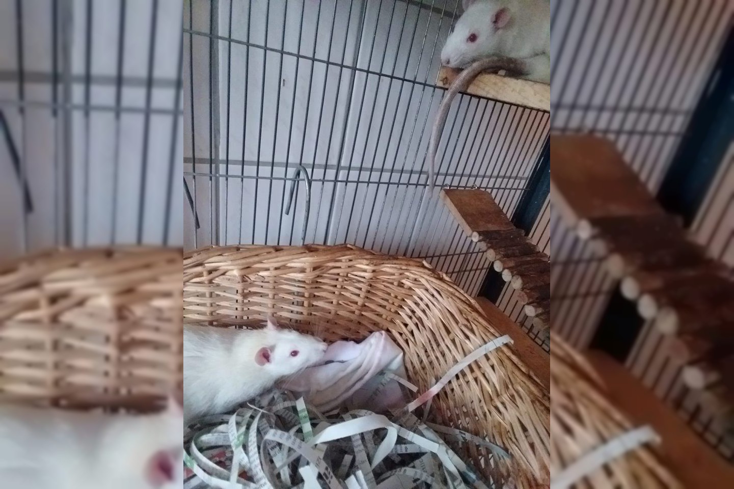 4 Ratten