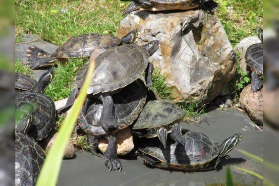 Florida-Rotbauch-Schmuckschildkröten