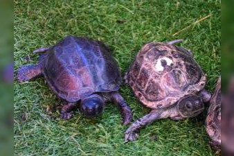 Chinesische Dreikielschildkröten