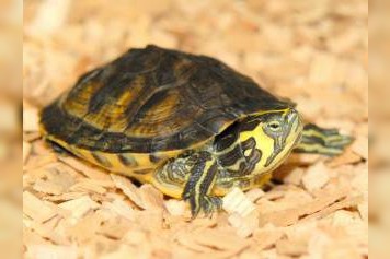 Gelbwangen-Schmuckschildkröten