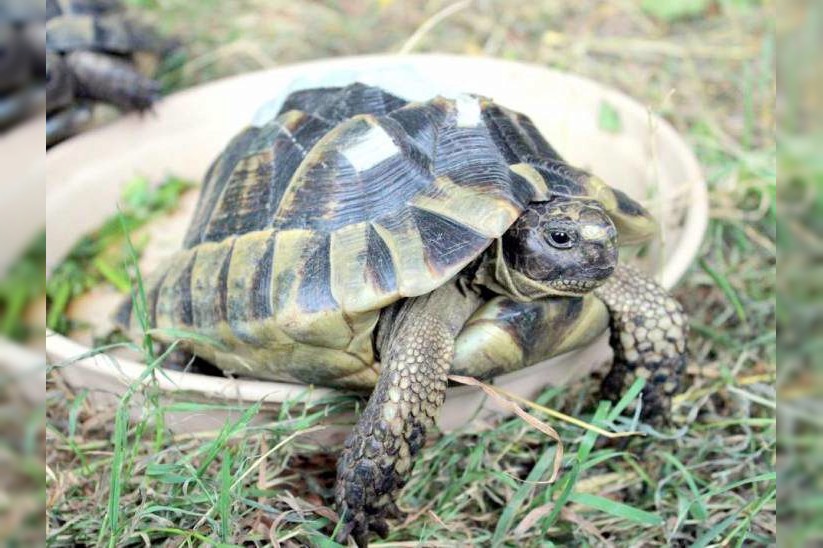 Maurische Landschildkröten