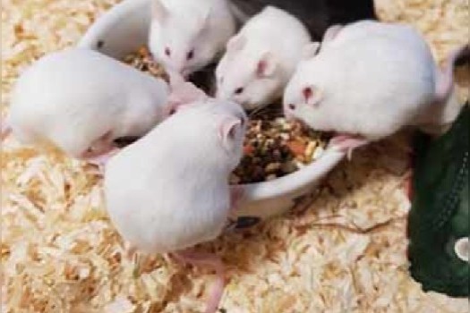 Viele Mäuse aus Beschlagnahmung