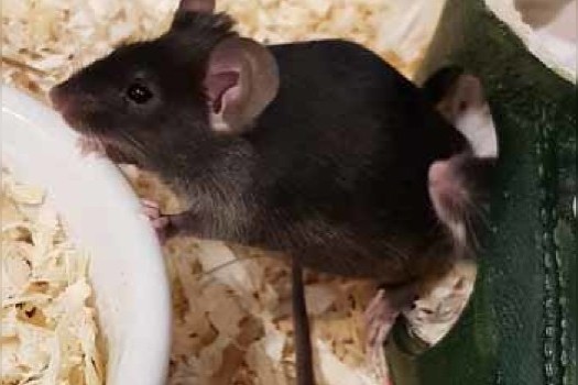 Viele Mäuse aus Beschlagnahmung