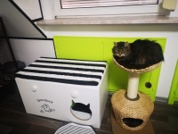 Cats-Hope - Katzen suchen ein Zuhause e.V.