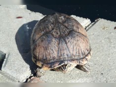 Wasserschildkröten