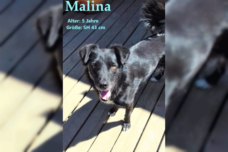 Malina: kommt mit Vokuhila daher (auf PS in 24601 Ruhwinkel)