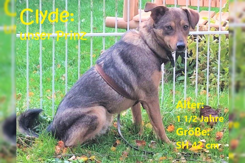 Clyde: unser Prinz (auf PS in 56869 Mastershausen)